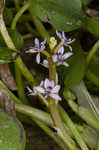 Bouquet mudplantain